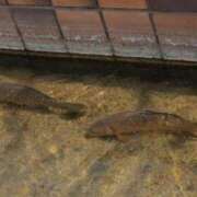 ヒメ日記 2025/03/28 23:15 投稿 舞(まい) ロケットワイフ