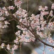 ヒメ日記 2025/03/30 13:50 投稿 舞(まい) ロケットワイフ