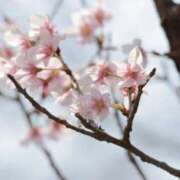 ヒメ日記 2025/03/31 17:56 投稿 舞(まい) ロケットワイフ