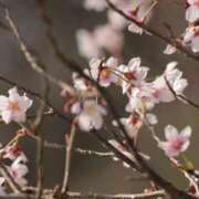 ヒメ日記 2025/04/01 08:38 投稿 舞(まい) ロケットワイフ