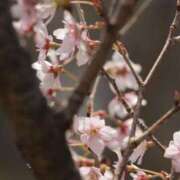 ヒメ日記 2025/04/01 23:25 投稿 舞(まい) ロケットワイフ