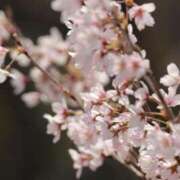 ヒメ日記 2025/04/02 08:44 投稿 舞(まい) ロケットワイフ