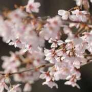 ヒメ日記 2025/04/02 21:55 投稿 舞(まい) ロケットワイフ