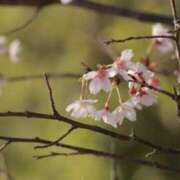 ヒメ日記 2025/04/03 10:32 投稿 舞(まい) ロケットワイフ