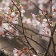 ヒメ日記 2025/04/03 23:26 投稿 舞(まい) ロケットワイフ