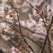 ヒメ日記 2025/04/04 08:44 投稿 舞(まい) ロケットワイフ