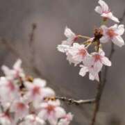 ヒメ日記 2025/04/05 13:32 投稿 舞(まい) ロケットワイフ