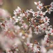 ヒメ日記 2025/04/05 23:49 投稿 舞(まい) ロケットワイフ