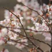 ヒメ日記 2025/04/06 06:57 投稿 舞(まい) ロケットワイフ