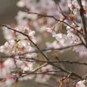 ヒメ日記 2025/04/06 20:45 投稿 舞(まい) ロケットワイフ