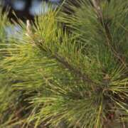 ヒメ日記 2025/04/07 12:45 投稿 舞(まい) ロケットワイフ