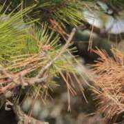 ヒメ日記 2025/04/07 22:36 投稿 舞(まい) ロケットワイフ