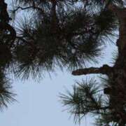 ヒメ日記 2025/04/08 11:33 投稿 舞(まい) ロケットワイフ