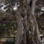 ヒメ日記 2025/04/09 20:09 投稿 舞(まい) ロケットワイフ