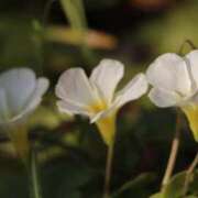 ヒメ日記 2025/04/09 22:49 投稿 舞(まい) ロケットワイフ