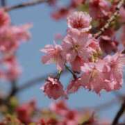 ヒメ日記 2025/04/10 18:24 投稿 舞(まい) ロケットワイフ