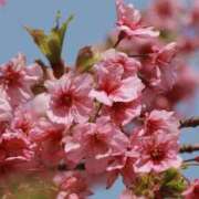 ヒメ日記 2025/04/10 23:26 投稿 舞(まい) ロケットワイフ