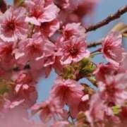 ヒメ日記 2025/04/11 08:53 投稿 舞(まい) ロケットワイフ