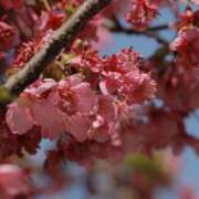 ヒメ日記 2025/04/11 22:19 投稿 舞(まい) ロケットワイフ