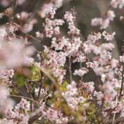 ヒメ日記 2025/04/14 22:11 投稿 舞(まい) ロケットワイフ