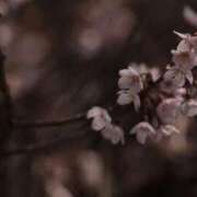 ヒメ日記 2025/04/15 08:56 投稿 舞(まい) ロケットワイフ