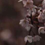 ヒメ日記 2025/04/15 18:41 投稿 舞(まい) ロケットワイフ