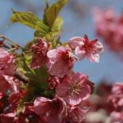 ヒメ日記 2025/04/15 22:38 投稿 舞(まい) ロケットワイフ