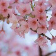 ヒメ日記 2025/04/16 07:24 投稿 舞(まい) ロケットワイフ