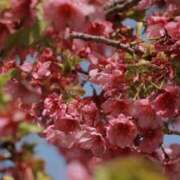 ヒメ日記 2025/04/16 22:24 投稿 舞(まい) ロケットワイフ