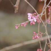 ヒメ日記 2025/04/17 08:56 投稿 舞(まい) ロケットワイフ