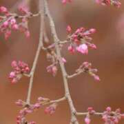 ヒメ日記 2025/04/17 23:24 投稿 舞(まい) ロケットワイフ