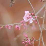 ヒメ日記 2025/04/18 08:41 投稿 舞(まい) ロケットワイフ