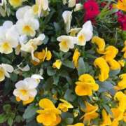 ヒメ日記 2025/04/20 23:08 投稿 舞(まい) ロケットワイフ