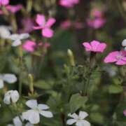 ヒメ日記 2025/04/24 21:40 投稿 舞(まい) ロケットワイフ