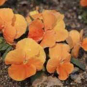 ヒメ日記 2025/04/25 23:13 投稿 舞(まい) ロケットワイフ