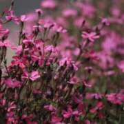 ヒメ日記 2025/04/25 23:15 投稿 舞(まい) ロケットワイフ