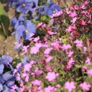 ヒメ日記 2025/04/30 23:56 投稿 舞(まい) ロケットワイフ