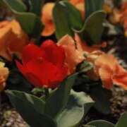 ヒメ日記 2025/05/06 14:13 投稿 舞(まい) ロケットワイフ