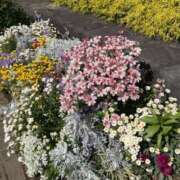 ヒメ日記 2025/05/06 19:22 投稿 舞(まい) ロケットワイフ