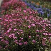 ヒメ日記 2025/05/11 22:42 投稿 舞(まい) ロケットワイフ