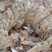 ヒメ日記 2025/05/15 21:09 投稿 舞(まい) ロケットワイフ