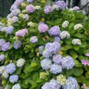 ヒメ日記 2025/06/19 08:04 投稿 舞(まい) ロケットワイフ