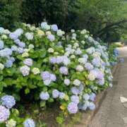 ヒメ日記 2025/06/21 08:52 投稿 舞(まい) ロケットワイフ