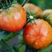 ヒメ日記 2025/06/24 21:29 投稿 舞(まい) ロケットワイフ