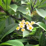 ヒメ日記 2025/07/23 09:30 投稿 舞(まい) ロケットワイフ