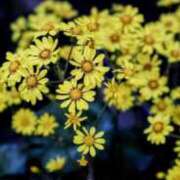 ヒメ日記 2025/08/23 14:32 投稿 舞(まい) ロケットワイフ