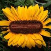 ヒメ日記 2025/08/31 22:32 投稿 舞(まい) ロケットワイフ