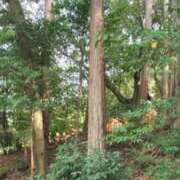 ヒメ日記 2025/10/09 12:52 投稿 舞(まい) ロケットワイフ