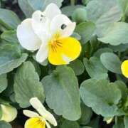 ヒメ日記 2025/12/01 18:15 投稿 舞(まい) ロケットワイフ