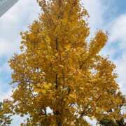 ヒメ日記 2025/12/02 21:04 投稿 舞(まい) ロケットワイフ